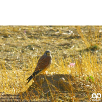 گونه دلیجه Common Kestrel